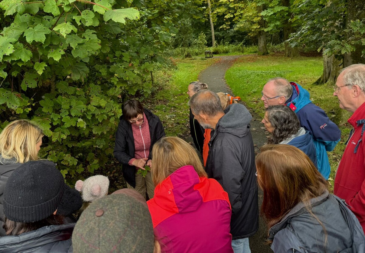 Anna talking about sycamore leaves